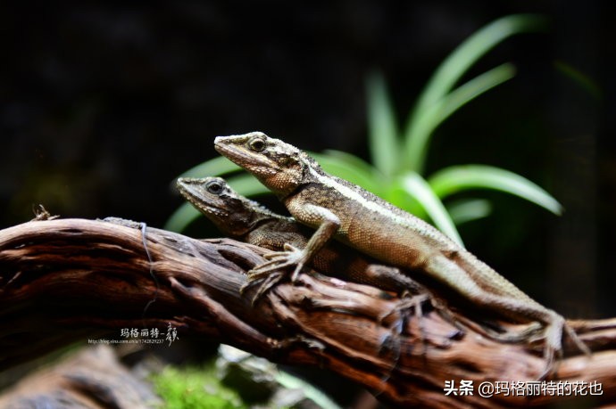 雨林缸可以养的蜥蜴,鱼缸改造封闭式雨林缸养蜥蜴