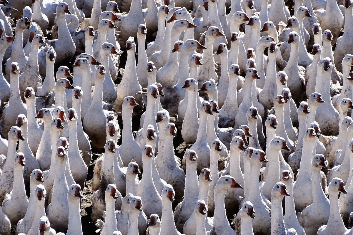 赔59万,咬成残疾,被称家禽界流氓!村霸大鹅,为何见谁都硬刚?