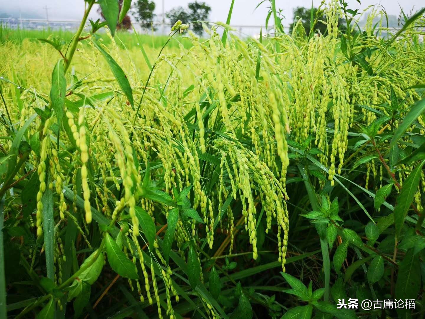 米和面里黑色的虫子是什么,你见过米里面黑色的小虫吗