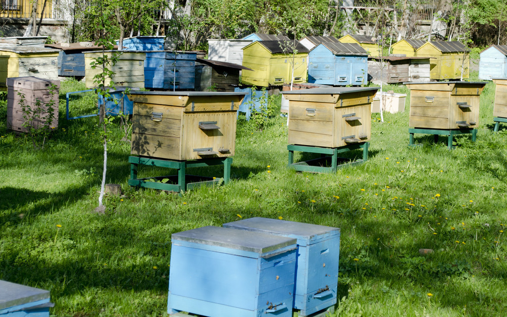 蜜蜂飞逃过程中如何制止,中蜂养殖技术怎样防止蜜蜂逃跑