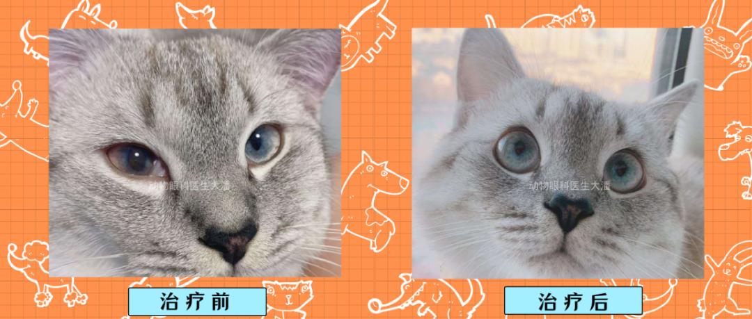 猫咪结膜炎眼球颜色有变化了,猫咪异瞳生病后眼睛变色