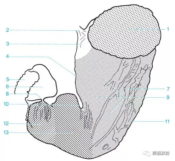 详细的消化道造影+彩色解剖图