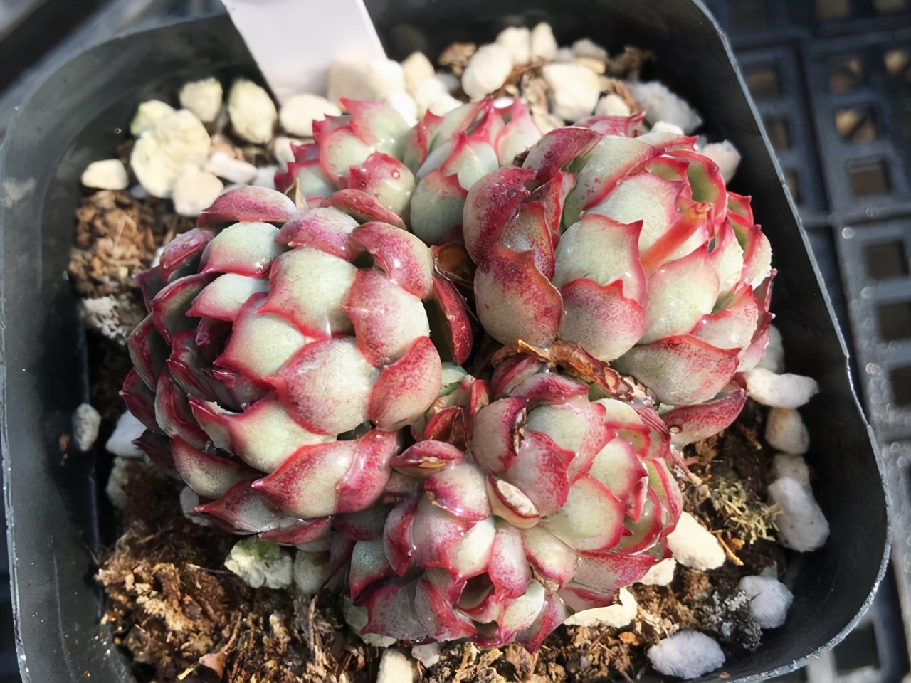 推荐几个玫瑰形的多肉植物,最像玫瑰花的8款多肉