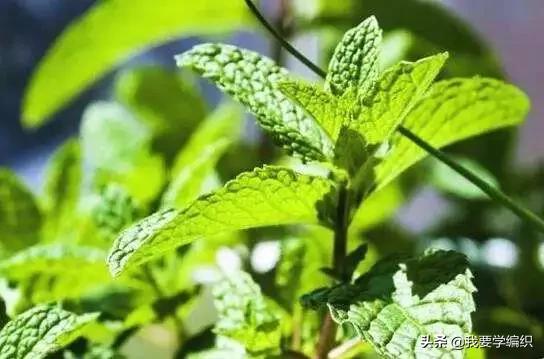 羽绒服刚买来皱皱巴巴快速处理,羽绒服穿脏了怎么洗更好