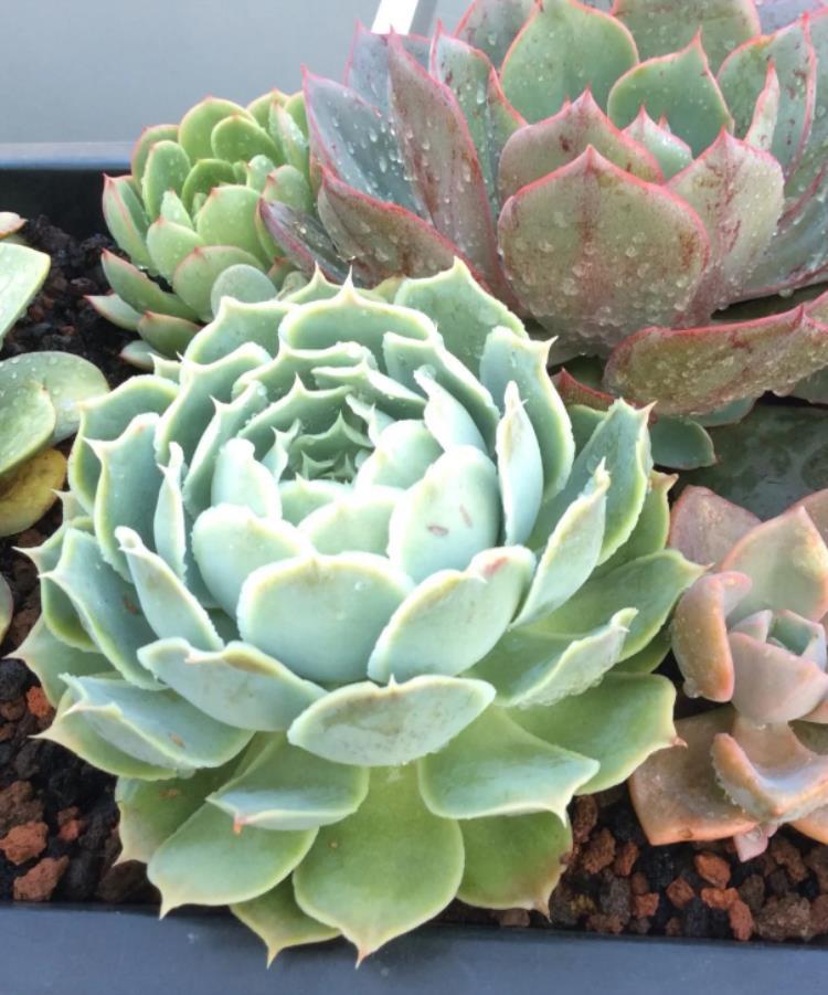 多肉出侧芽，不想要？用这3招“修理”！