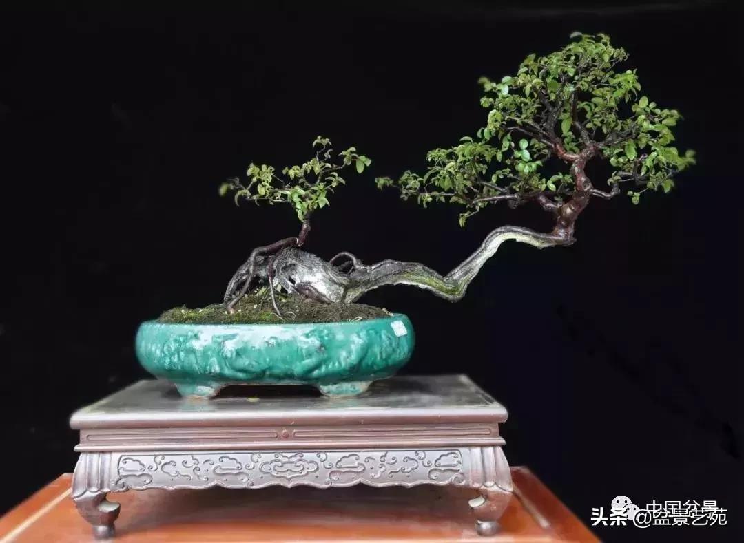 推荐36种好养的盆景植物,茶桌上养什么盆景植物