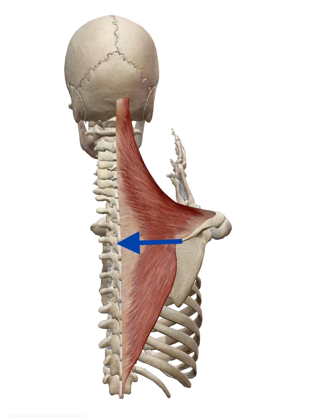 因为受风引起颈椎病眩晕喝什么药,颈椎病引起眩晕怎么办