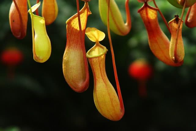 各个属相的幸运植物,十二属相的吉祥植物是什么