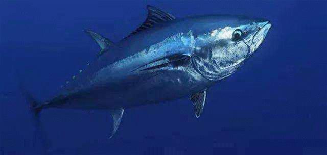 台州十大日料店,台州日料店推荐