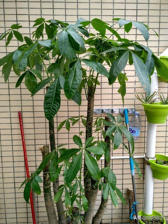 发财树干瘪褶皱冻伤了,发财树干瘪褶皱一捏就破怎么回事