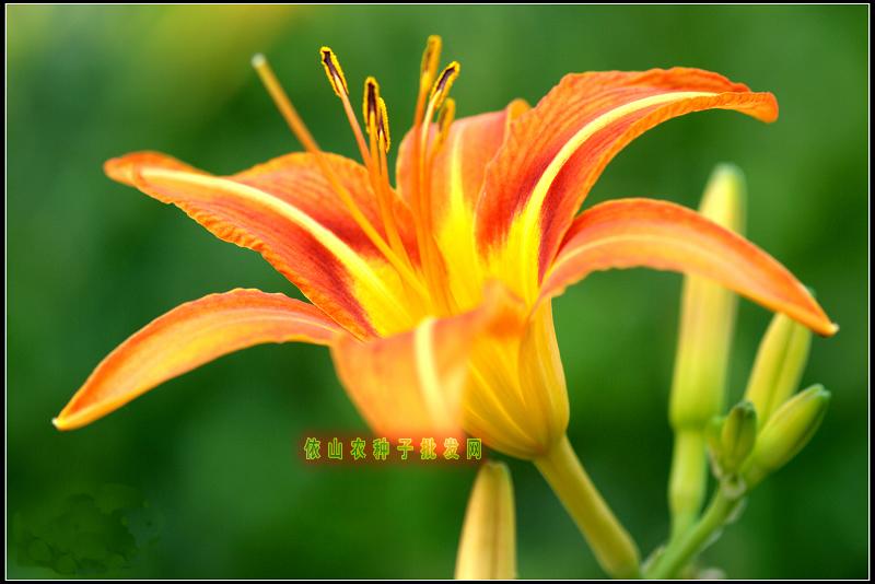 黄花闺女的黄花是什么花,黄花闺女的黄花是啥