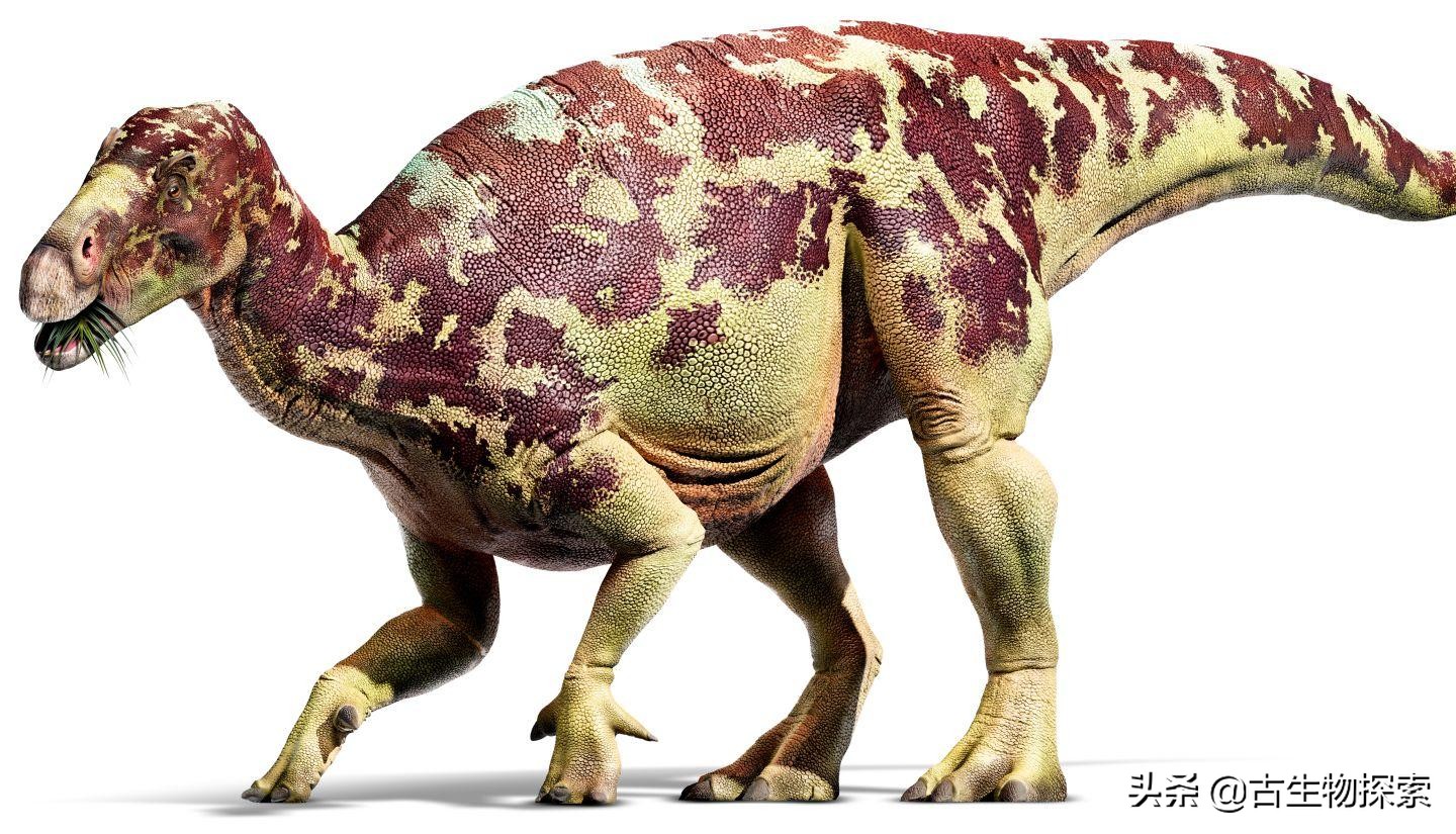 恐龙是目前发现的最古老的生物吗,恐龙是不是长颈鹿的祖先