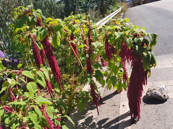 鬼哥的五万里D86丽江和大理哪个是你的菜（祥云县-南华县）