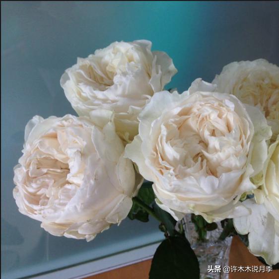 月季根瘤预防,月季根瘤传染别的植物吗