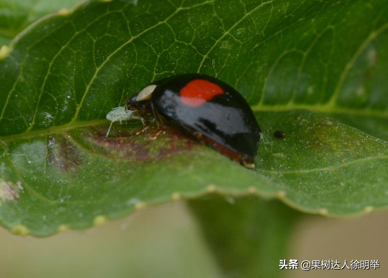 造成桃树卷叶的虫是什么,桃树卷叶虫特重怎么治