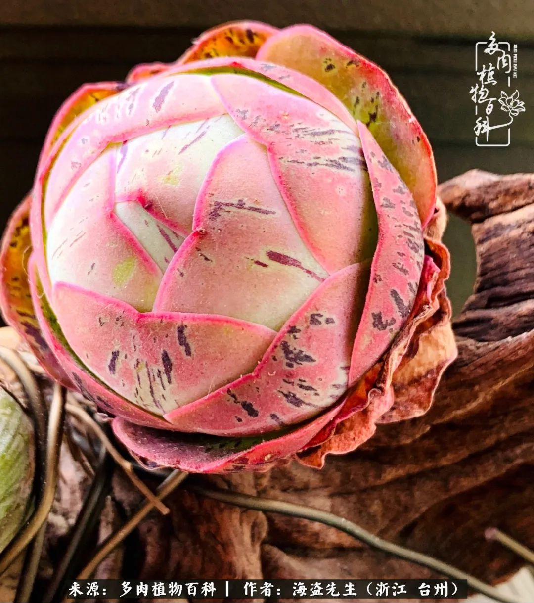 山地玫瑰养护顺口溜,山地玫瑰的养护种植注意事项视频