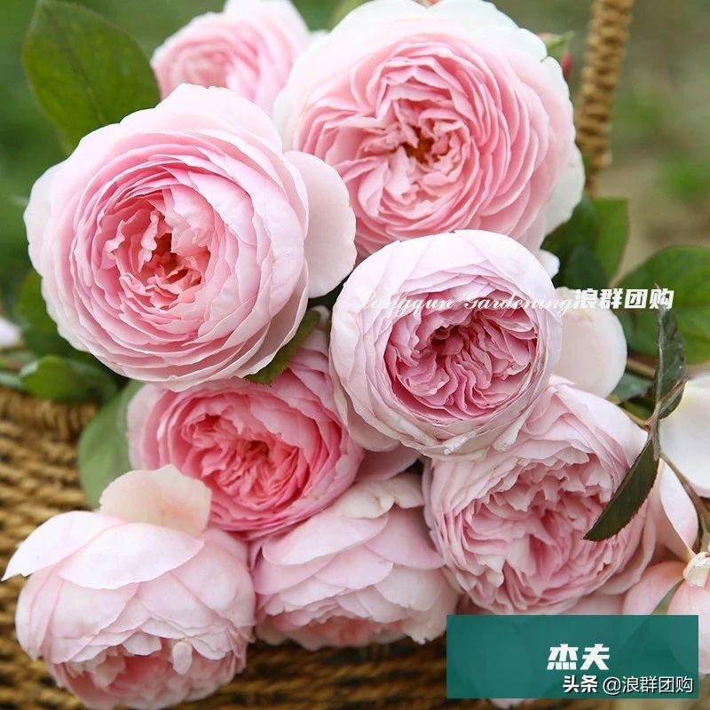 月季哪些品种大花又香,月季哪些品种花期长耐阴耐寒耐旱