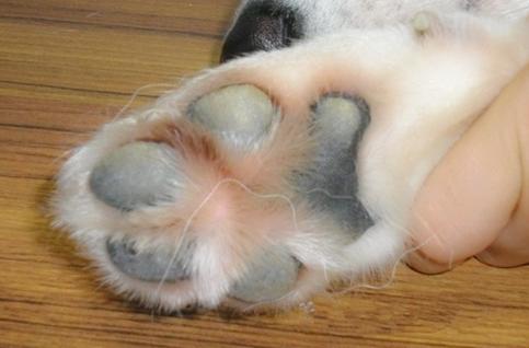 狗狗足部清洁用什么好,狗狗的护理部位有哪些