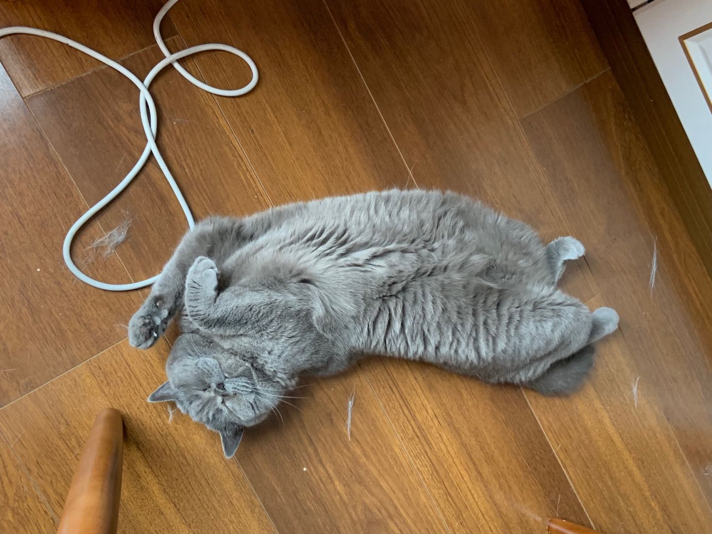 盘点猫咪高能名场面 (猫咪10大最萌镜头)