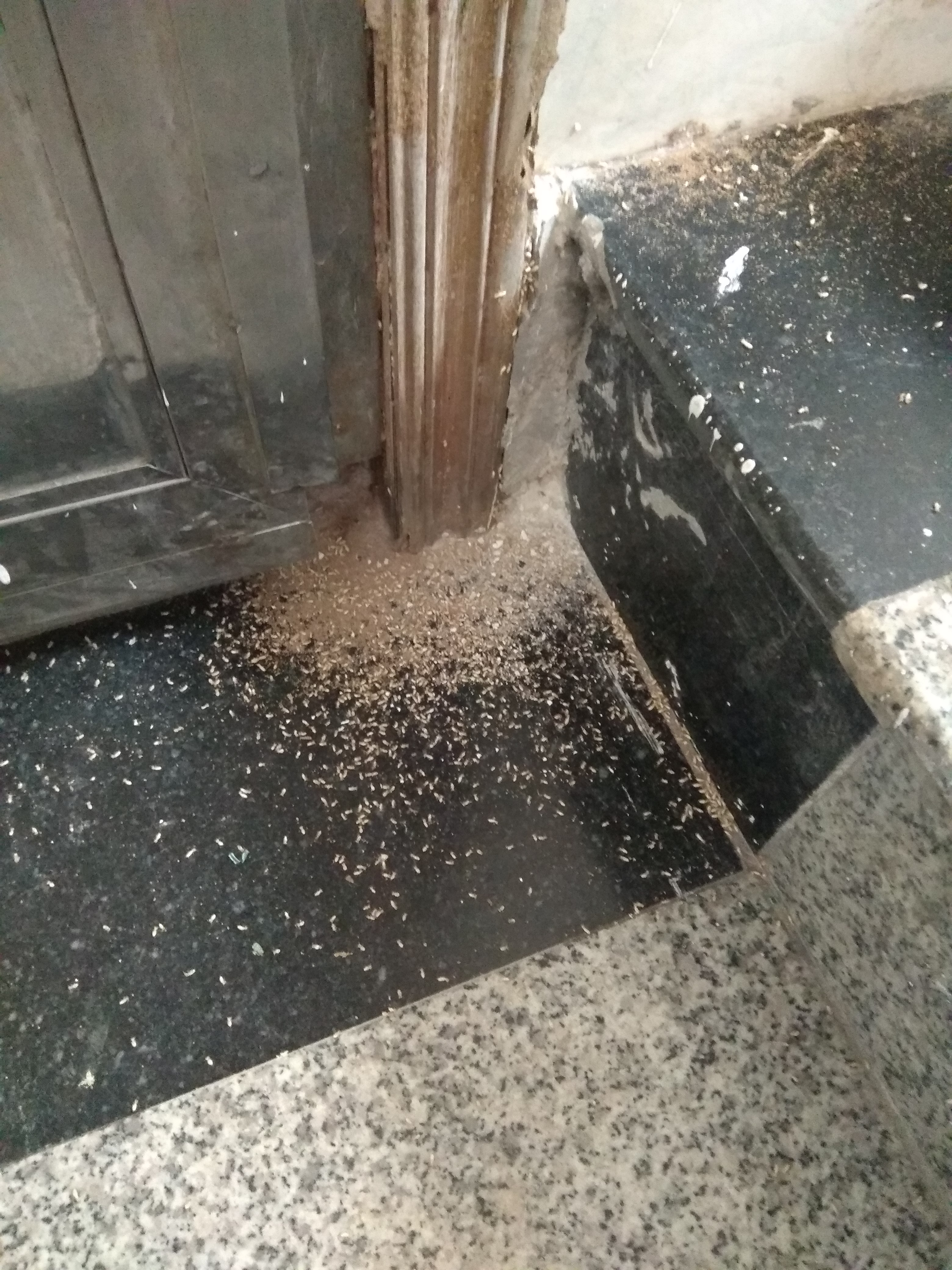 广州白蚁防治中心电话,江都区家庭灭白蚁咨询热线