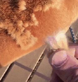 狗本来不掉毛却突然开始掉毛,狗狗身上毛秃了一块