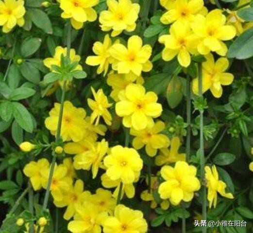 迎春花花期过后怎么养,迎春花用什么花盆栽长的快