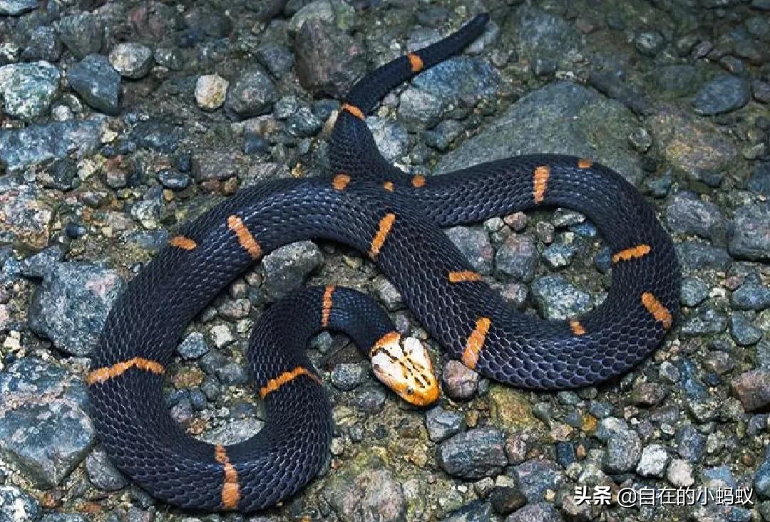 白头蝰和银环蛇,毒蛇白头