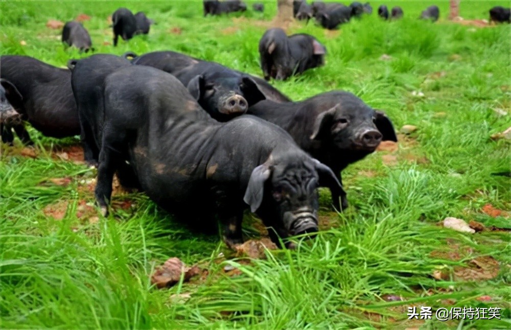 贵州比较出名的特产有哪些,贵州有哪些特产贵州最有名的特产