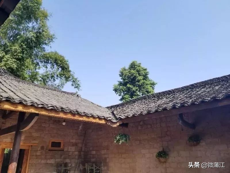 探访深山竹林倍感神清气爽,蒲江遥望雪山感受诗意栖居