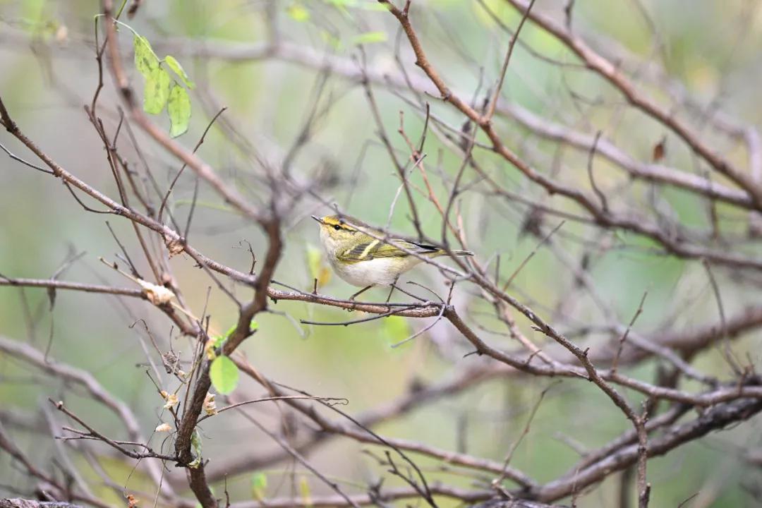 尼康无反相机z9价格,无机械快门相机