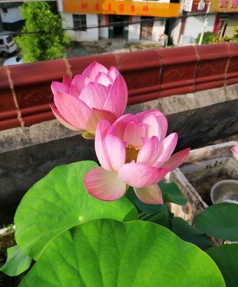 碗莲睡莲水浑浊怎么办,养睡莲和碗莲的水总是很浑浊