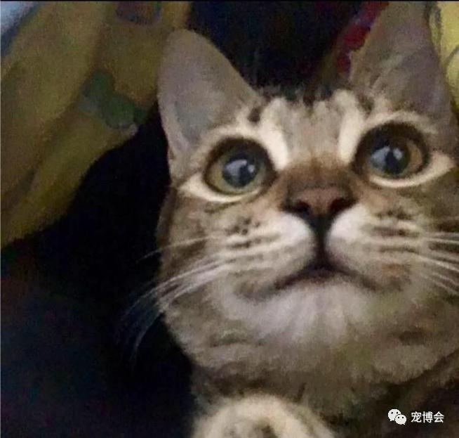 猫猫能舔到全身吗,如果舔猫一口猫会怎样