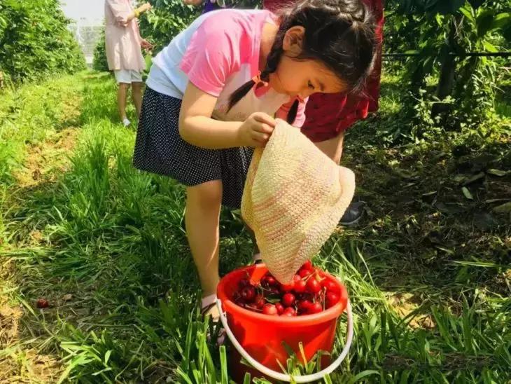 成都出发不到1h！3000多亩樱桃桑泡er随你摘，吃不饱算我输！