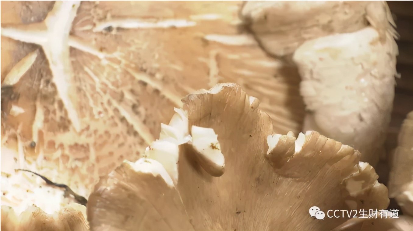 乐山古镇有哪些好吃的 (乐山攻略一日游古镇)