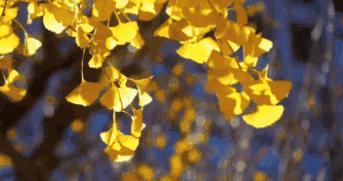 秋风起，秋意浓，愿秋色安暖，岁月无恙