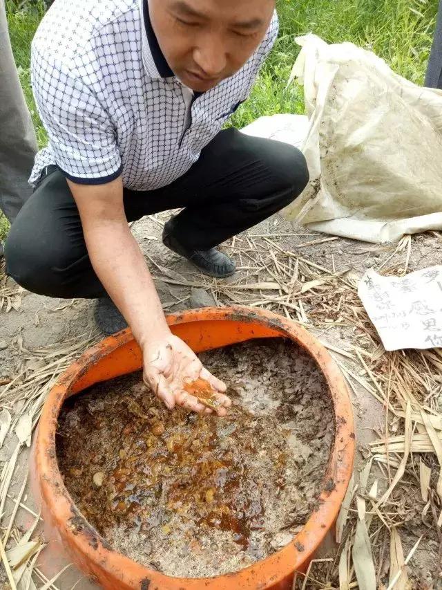 用酵素做肥料有用吗,用酵素养的蔬菜很好吃