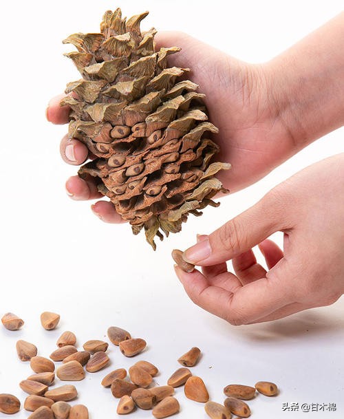 童年野果子,儿时的野果子总让人回味无穷