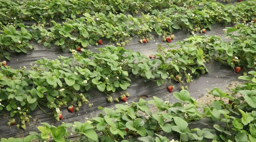 正定天山翡丽公馆几梯几户,正定天山翡丽公馆二手房