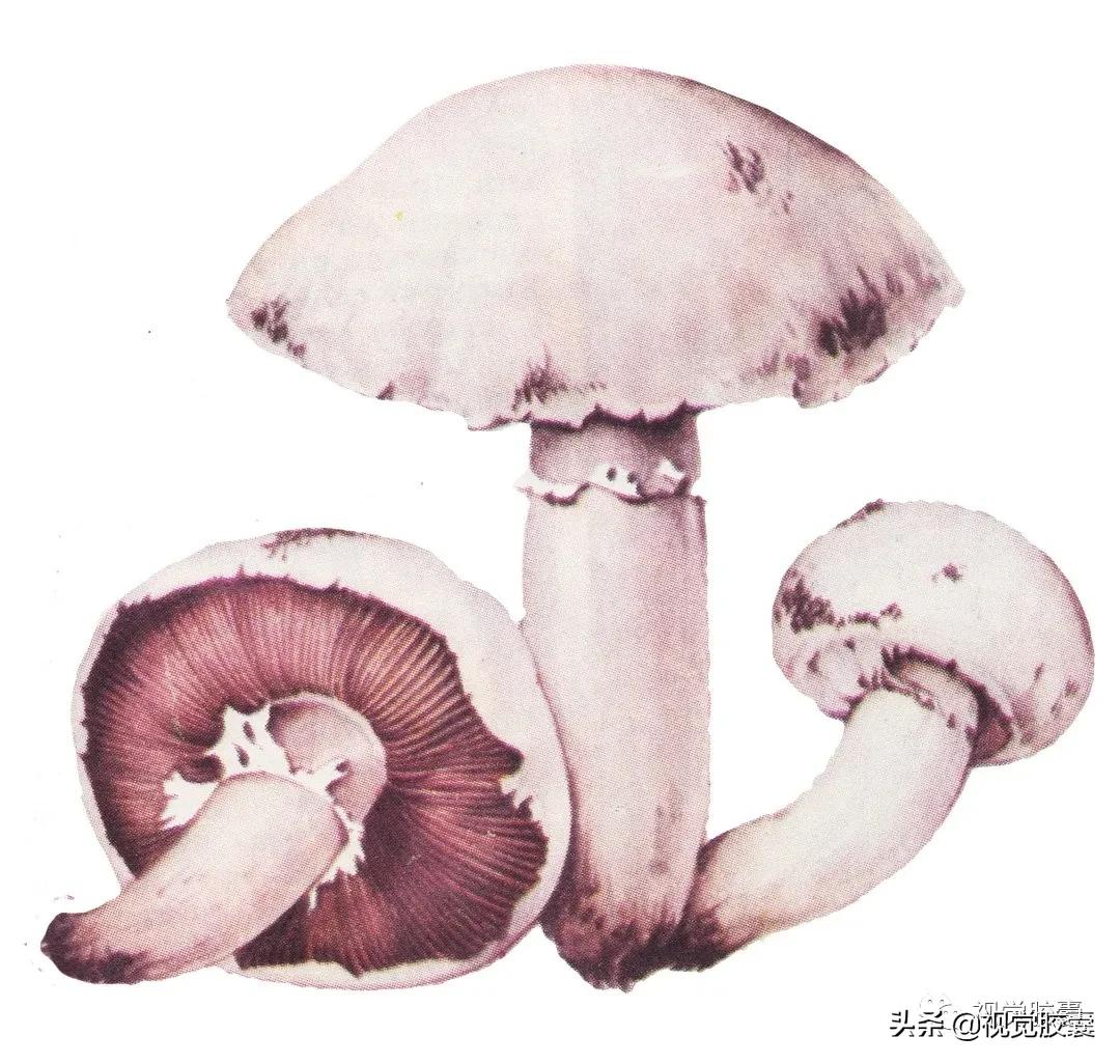 乡村蔬菜大棚的设计,蔬菜精美设计图片