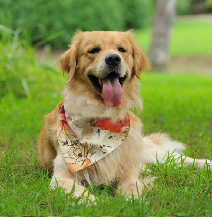 小金毛到家几天可以开始训练,小金毛刚到家该怎么养