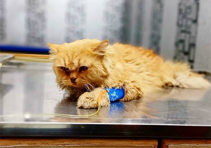 肺部结节跟猫咪有关系吗,辟谣得了肺结节