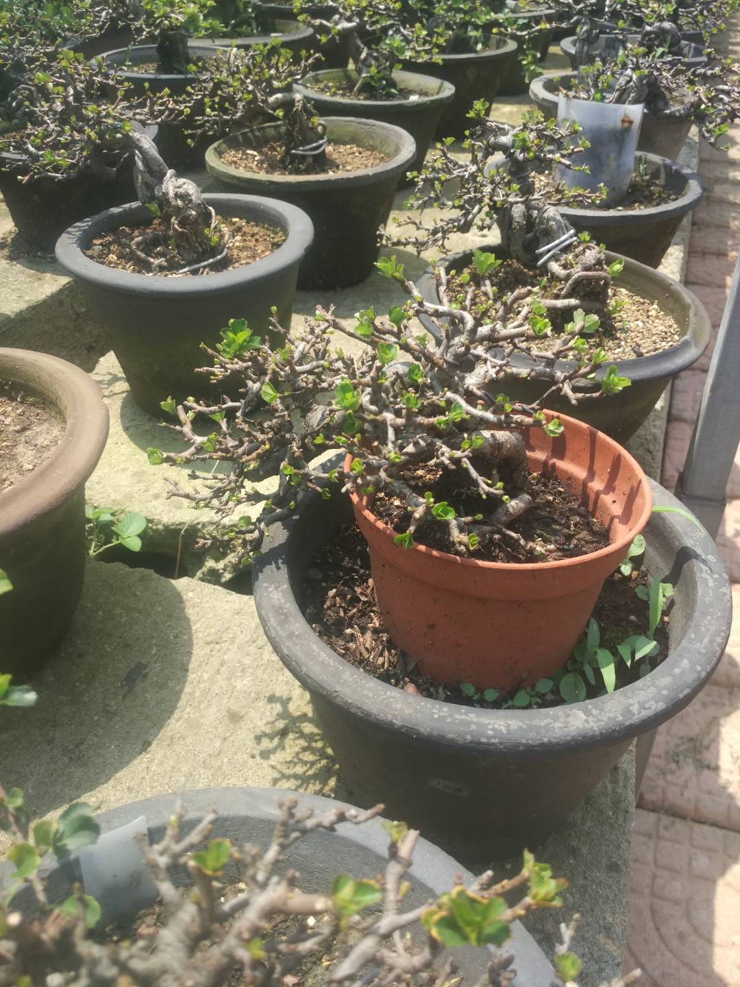 掌上盆景100种,掌上盆景