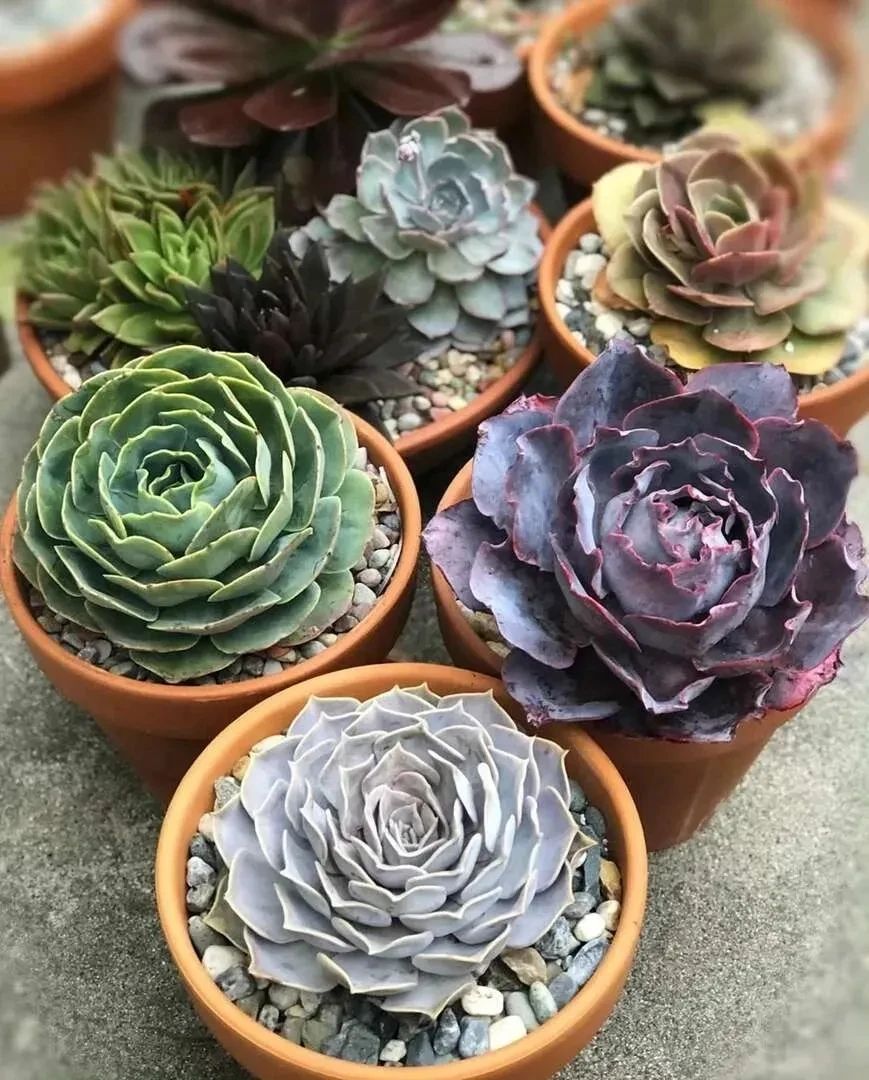 刚买的带盆多肉怎么处理,原盆原土的多肉回来怎么上盆