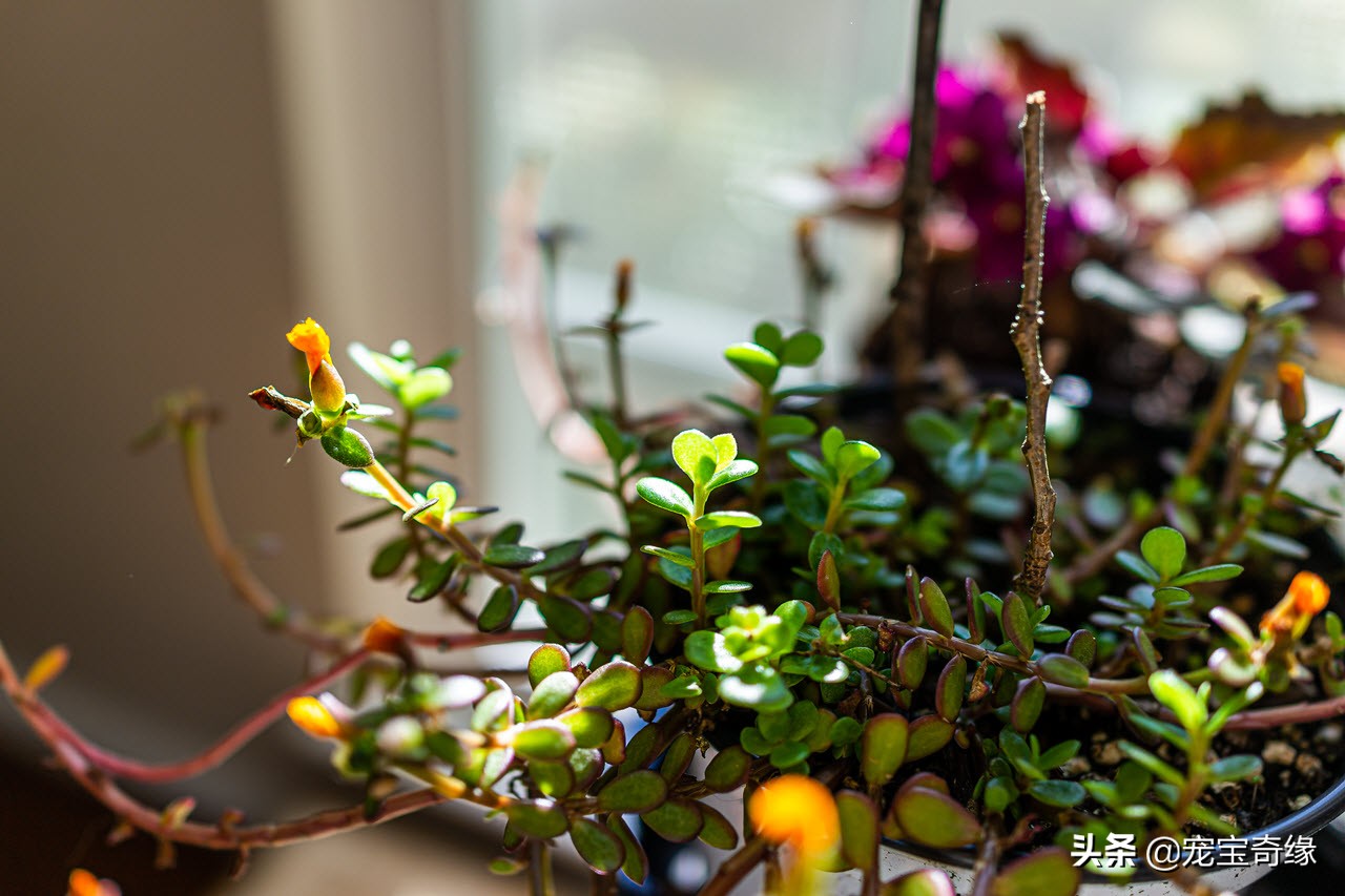 室内养的植物有毒品种大全,哪些室内植物对人体健康有影响