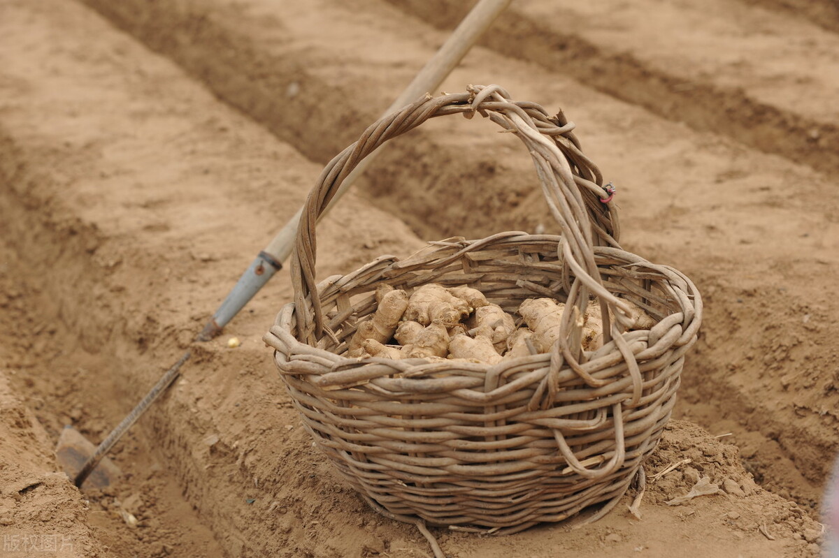 生姜从选种到播种如何进行,这才是种植生姜最正确的做法