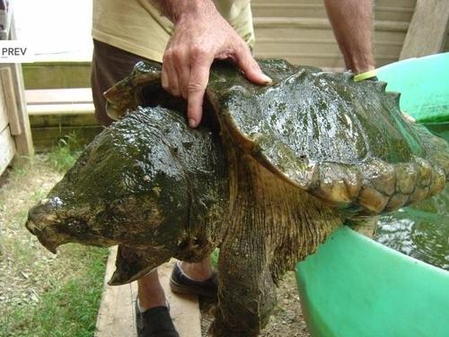 比鳄鱼龟还凶猛的乌龟,大鳄龟和乌龟一样吗