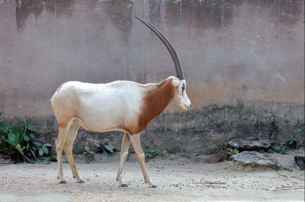 非洲牛科,物种繁多,来认识一下非洲大陆的各种羚羊吧