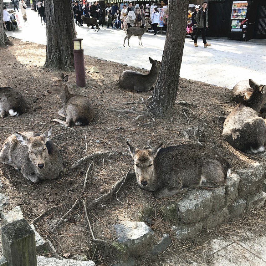 大阪自由行攻略必备清单,闭着眼睛也能随便过关