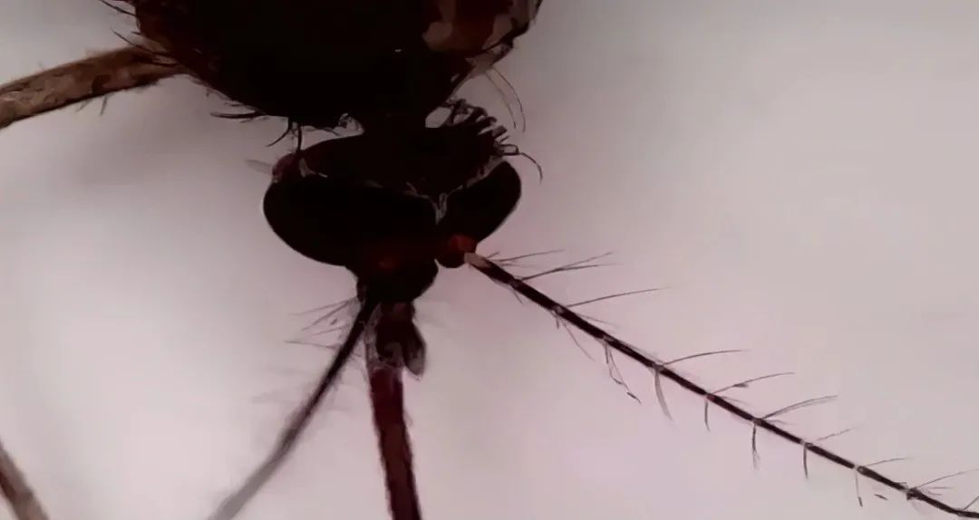 暑假孩子玩手机不如打篮球吧,儿童显微镜放大蚂蚁120倍