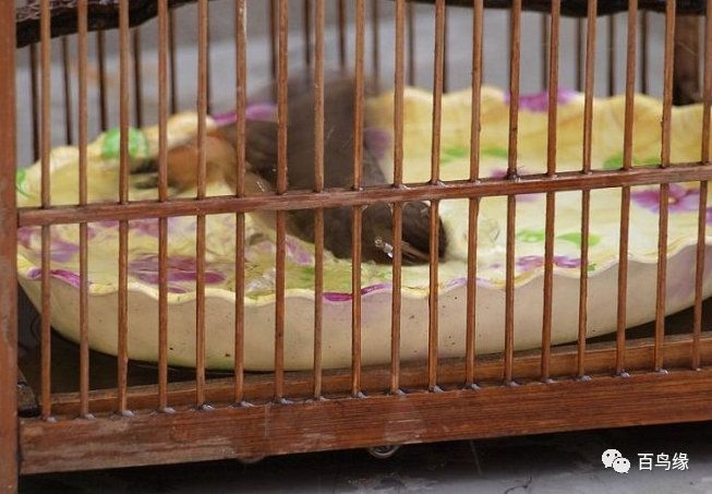 靛颏难养,养靛颏三要素